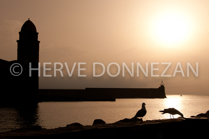 4573_0066_COLLIOURE_MOUETTES