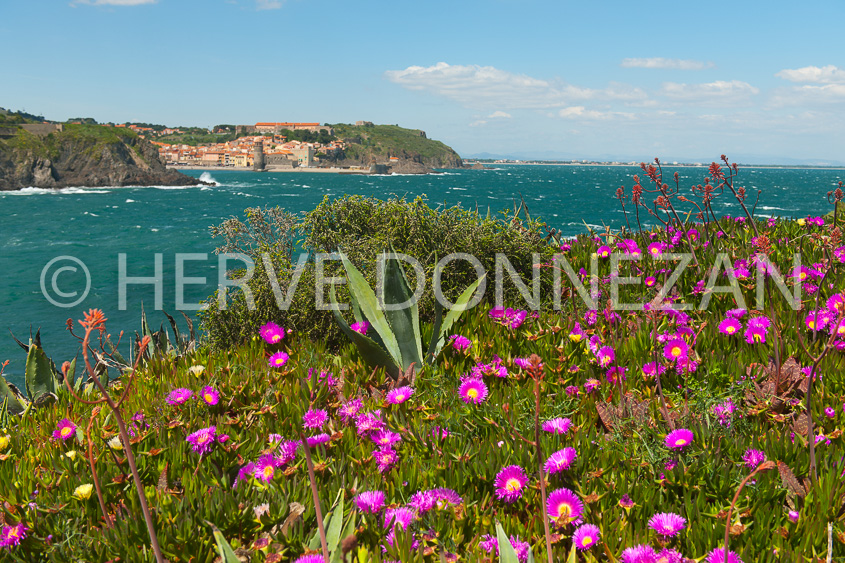 6000-601484- COLLIOURE GRIFFES SORCIERES