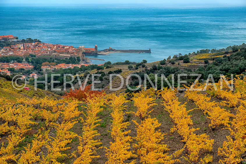 6479-0138099-COLLIOURE-AUTOMNE