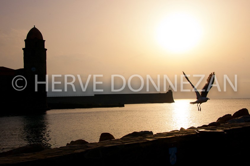 6520-0142523-COLLIOURE-SUNRISE-MOUETTE