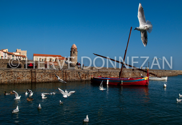 3178_0776_COLLIOURE_MOUETTE