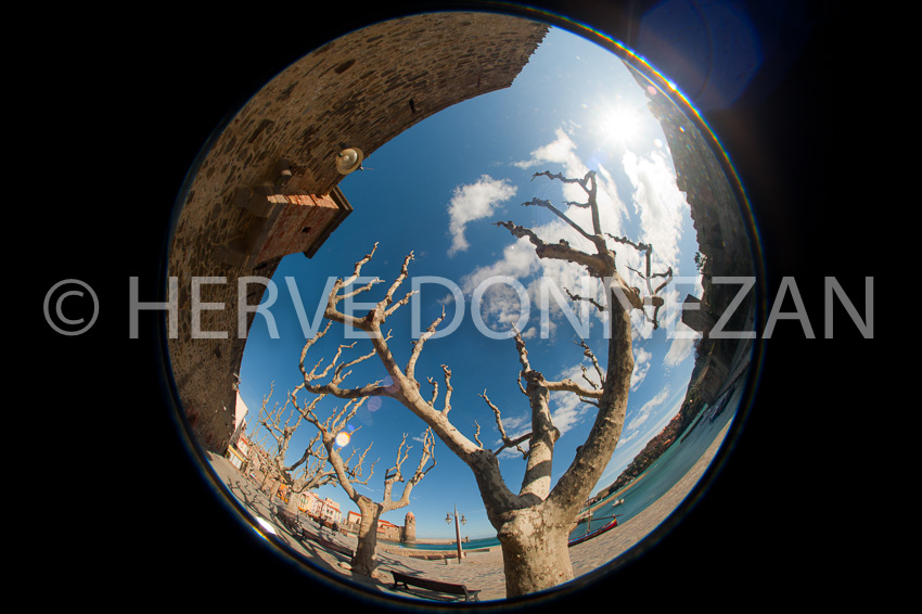 3438_COLLIOURE_FISH_OR