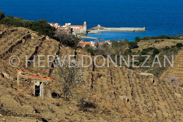 0063621_COLLIOURE-VIGNES