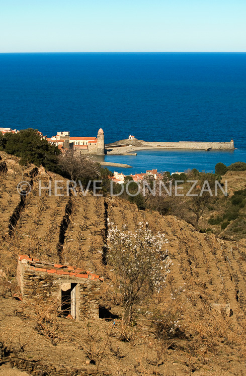 0063623-COLLIOURE-VIGNE