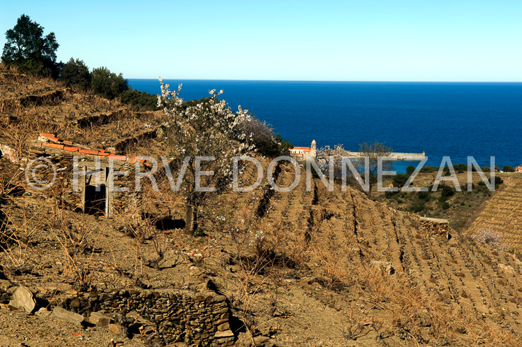 0063626-COLLIOURE-VIGNE