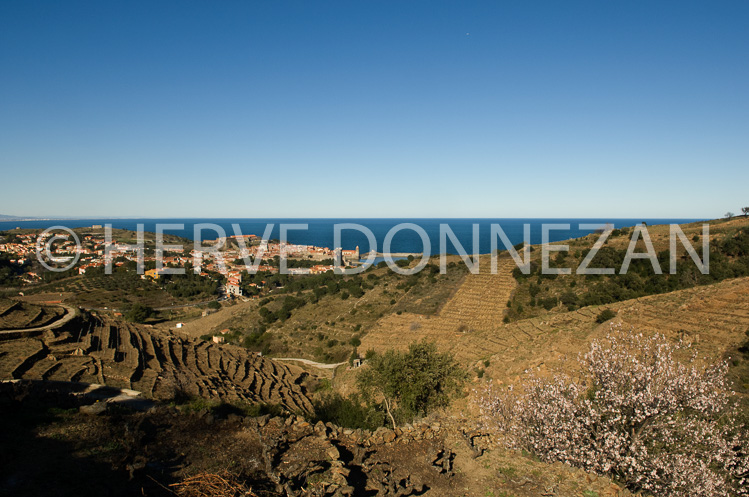 0063633-COLLIOURE-VIGNE