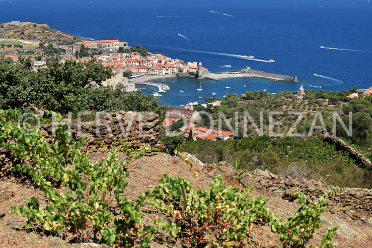 0137265-COLLIOURE VIGNES