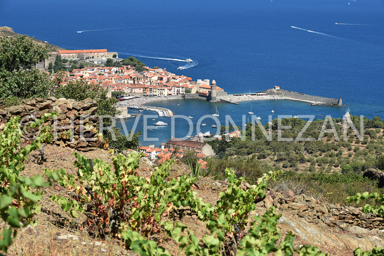 0137270-COLLIOURE VIGNES