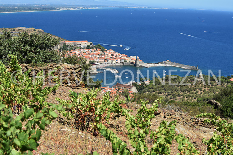 0137273-COLLIOURE VIGNES