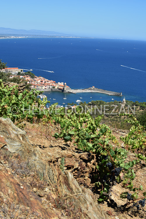 0137277-COLLIOURE VIGNES