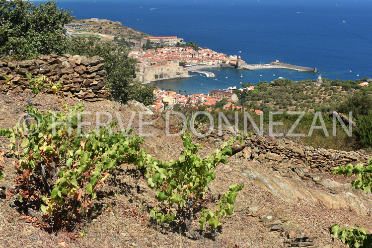 0137288-COLLIOURE VIGNES