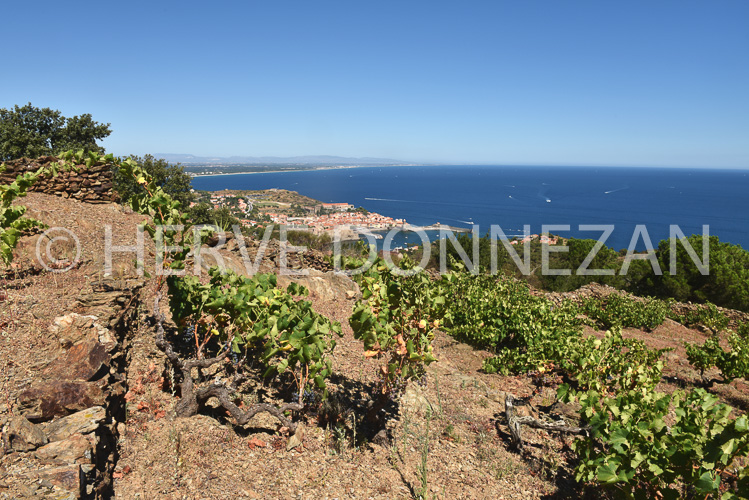 0137294-COLLIOURE VIGNES