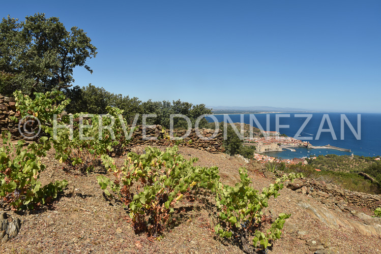 0137297-COLLIOURE VIGNES