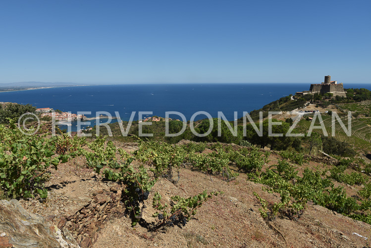 0137303-COLLIOURE VIGNES