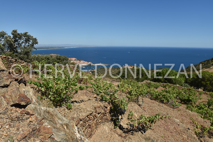 0137304-COLLIOURE VIGNES