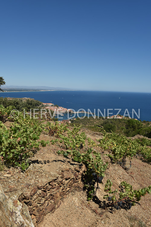 0137309-COLLIOURE VIGNES