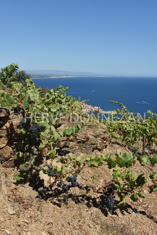 0137315-COLLIOURE VIGNES