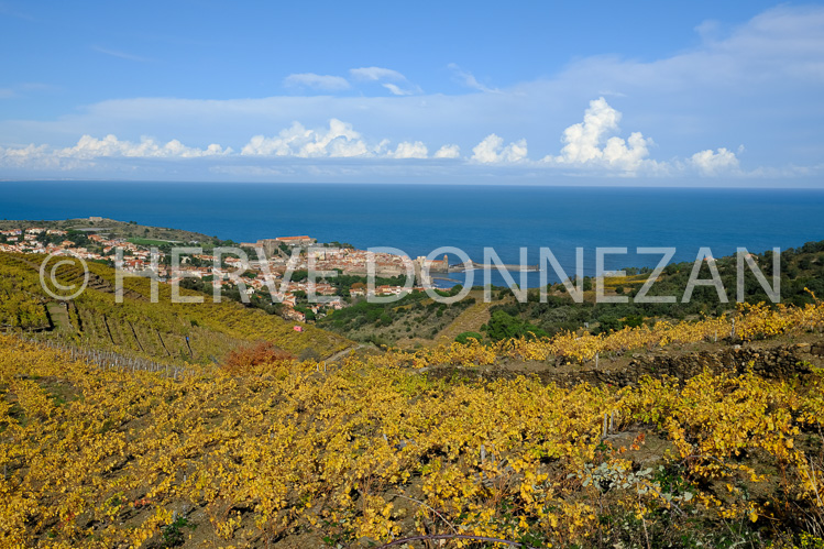 0137403-COLLIOURE VIGNES