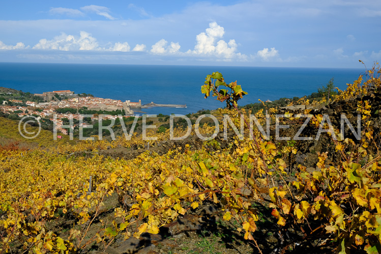 0137405-COLLIOURE VIGNES