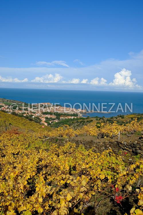 0137414-COLLIOURE VIGNES