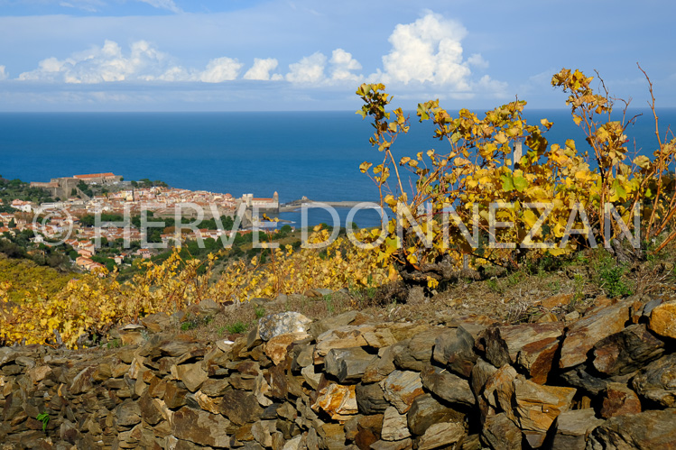 0137422-COLLIOURE VIGNES