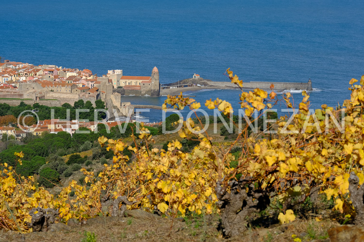 0137433-COLLIOURE VIGNES