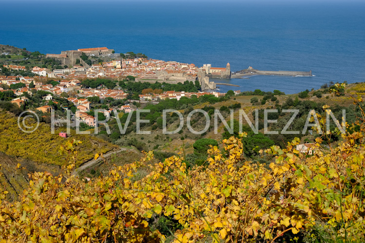 0137443-COLLIOURE VIGNES