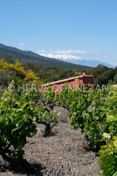 0152560-COLLIOURE VIGNES