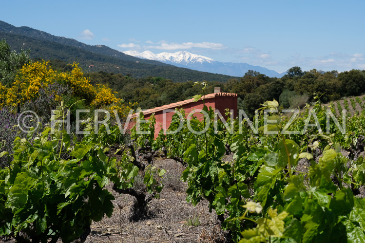 0152562-COLLIOURE VIGNES