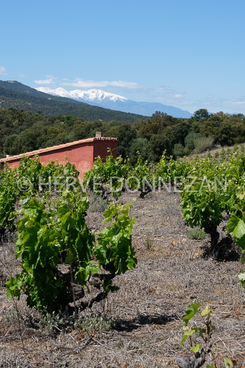 0152565-COLLIOURE VIGNES