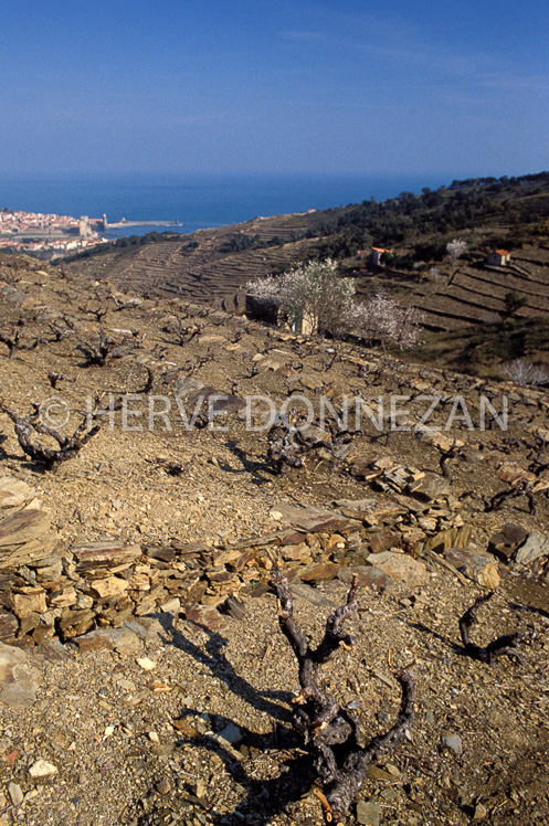 0615_21851_COLLIOURE_HIVER