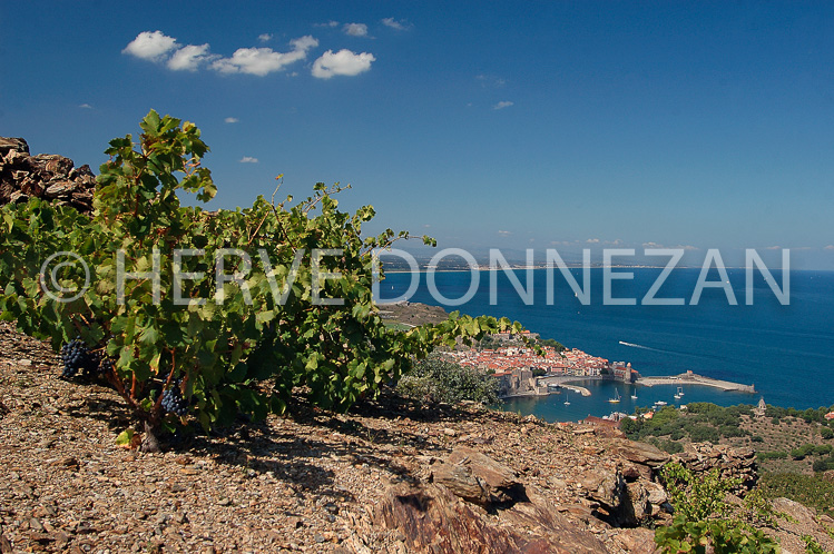 0892_33351_COLLIOURE_VIGNE