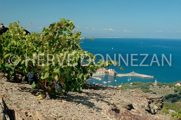 0893_33359 COLLIOURE CEP A4