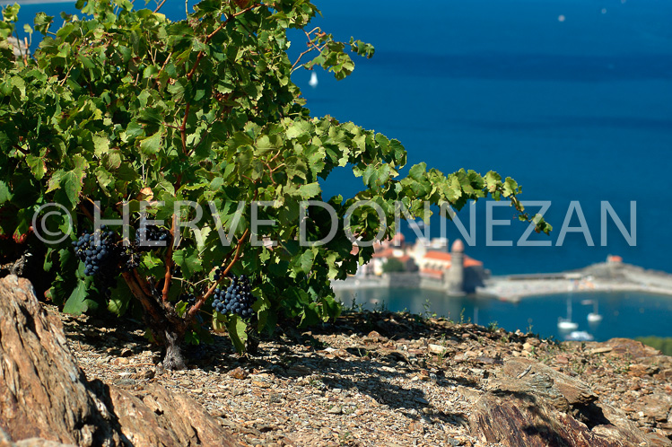 0894_33376 COLLIOURE CEP A4