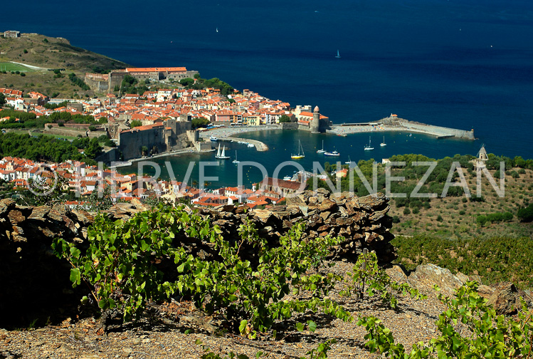 0895_COLLIOURE_VIGNE_PANO