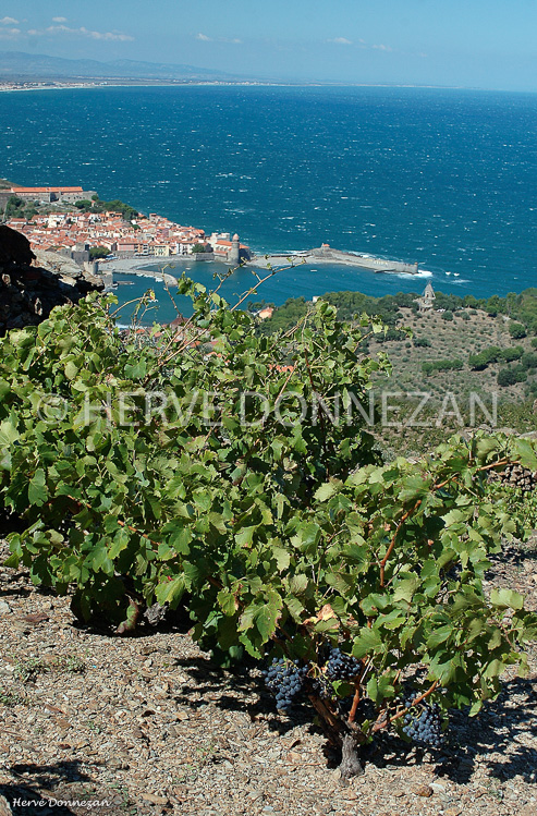 0925_3569 COLLIOURE VIGNES