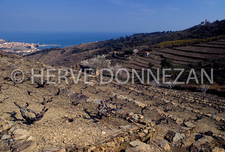 1221_19970VIGNES COLLIOURE