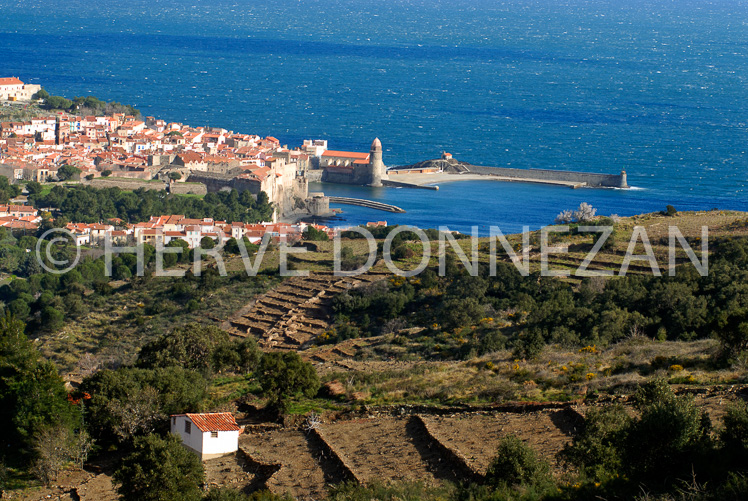 1755_46192_COLLIOURE_VIGNE