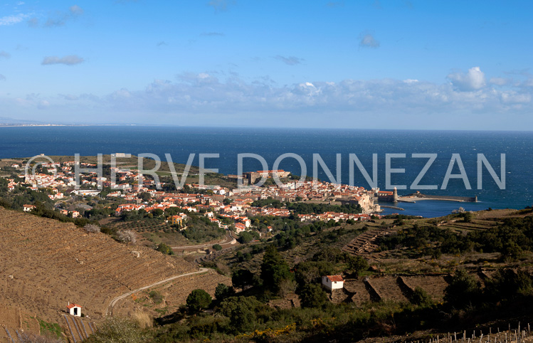 1788_46341_COLLIOURE_VIGNE