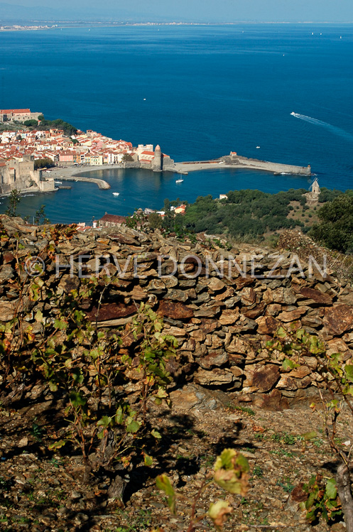 1800_35325_COLLIOURE_VIGNE