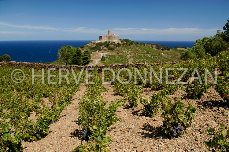 2173_52220_COLLIOURE_VIGNE ST ELME_