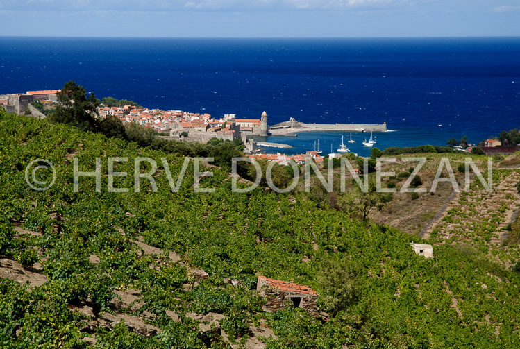 2174_52283_COLLIOURE_VIGNES_CASOT