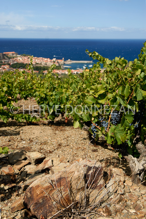 2176_52323_COLLIOURE_VIGNE