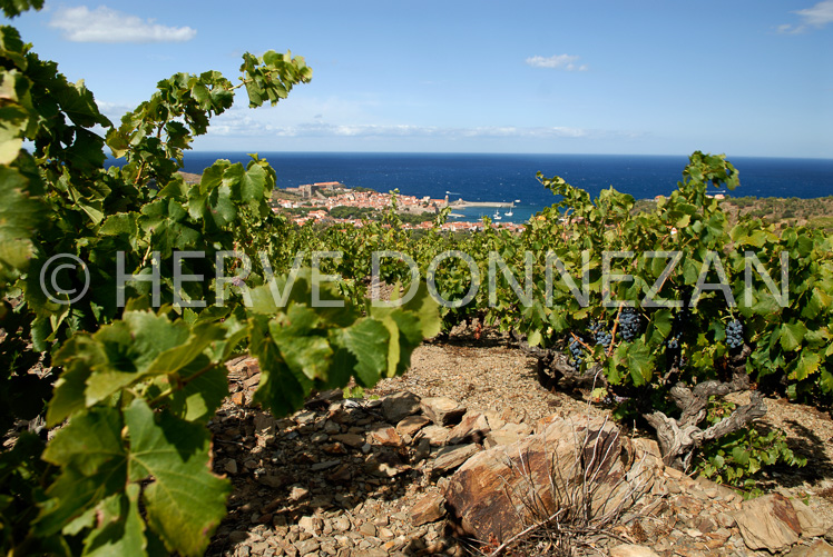 2177_52320_COLLIOURE_VIGNE