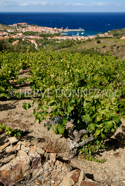 2178_52311_COLLIOURE_VIGNE