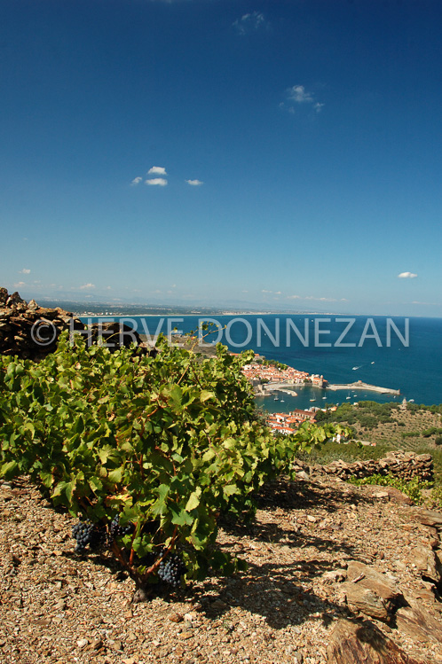 2337_33398_COLLIOURE_VIGNE