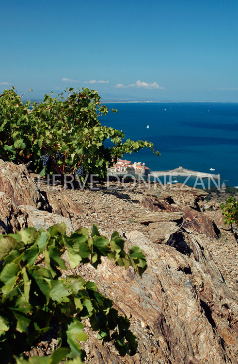 2338_33380_COLLIOURE_VIGNES