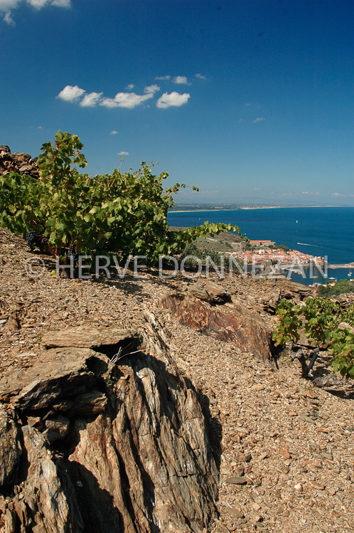 2357_33352_COLLIOURE_CEP-VIGNE