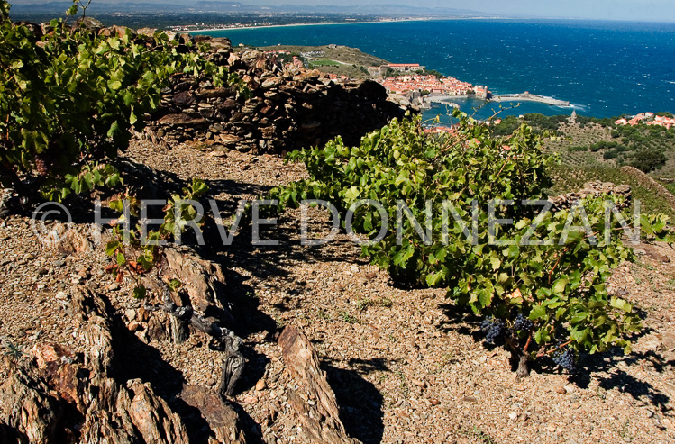 2362_46779_COLLIOURE_VIGNE