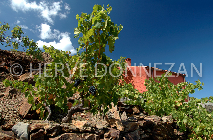 2365_33328_COLLIOURE_VIGNE_CASOT